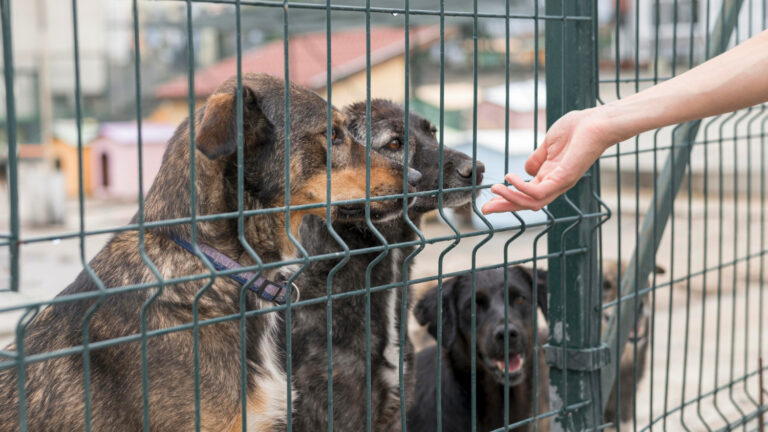 Директор приюта Happy Dog под Варшавой получил 1,5 года тюрьмы по делу о жестоком обращении с животными