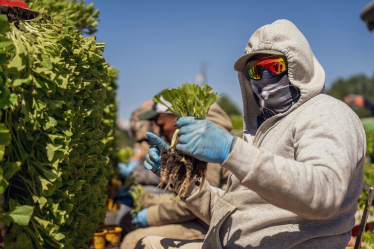 Германия и Нидерланды ищут работников из Польши: где обещают до 16 тыс. zł