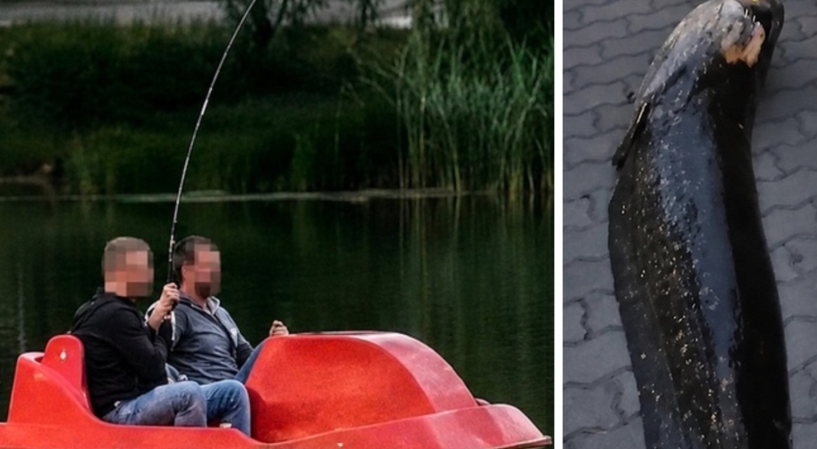 Виловлений у Варшаві сом вижив, але депортованому українцю це навряд чи допоможе
